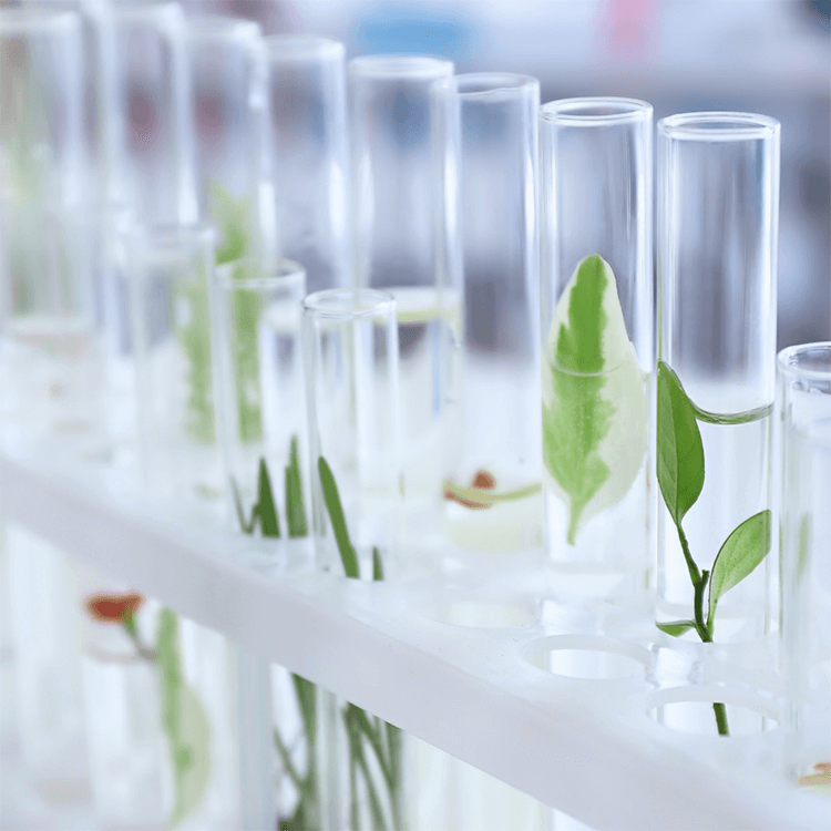 植物と科学の融合